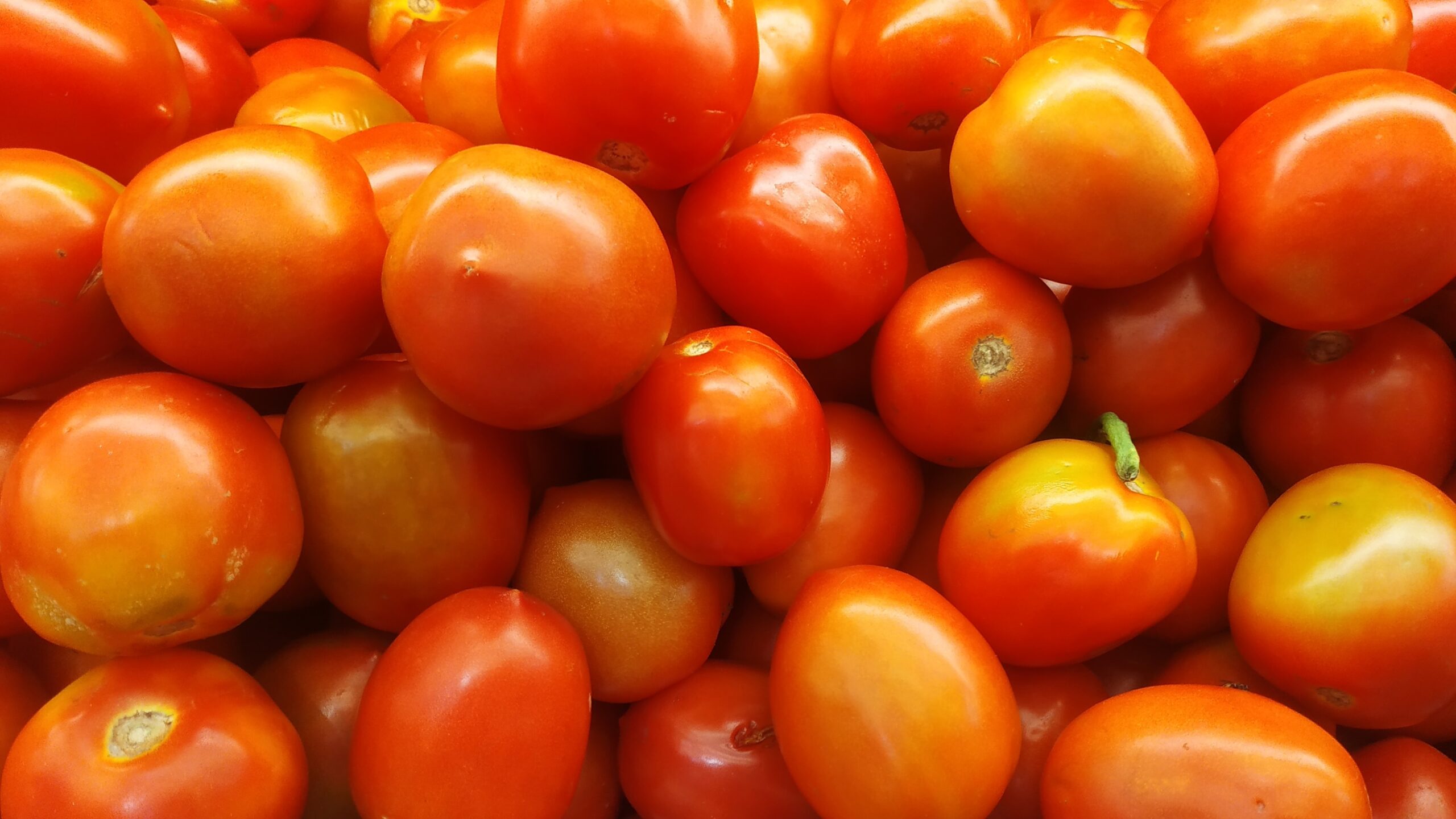 Buah-Buahan yang Ada di Agen Buah Import