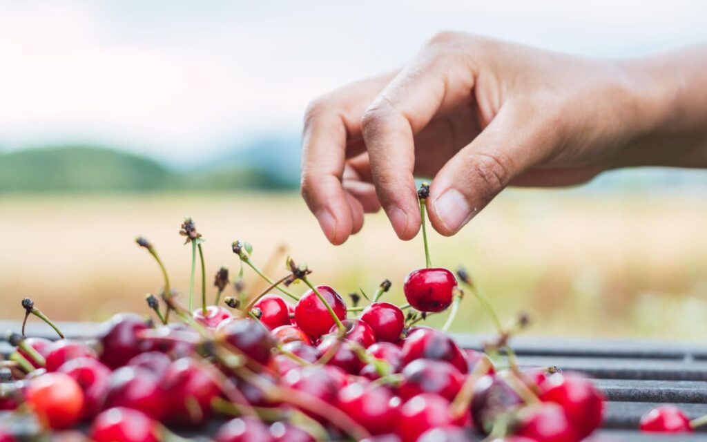Tangkai hijau segar dan warna merah merata adalah dua tanda utama cherry import yang baru tiba dan siap konsumsi.